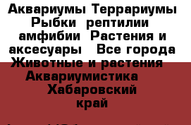 Аквариумы.Террариумы.Рыбки, рептилии, амфибии. Растения и аксесуары - Все города Животные и растения » Аквариумистика   . Хабаровский край